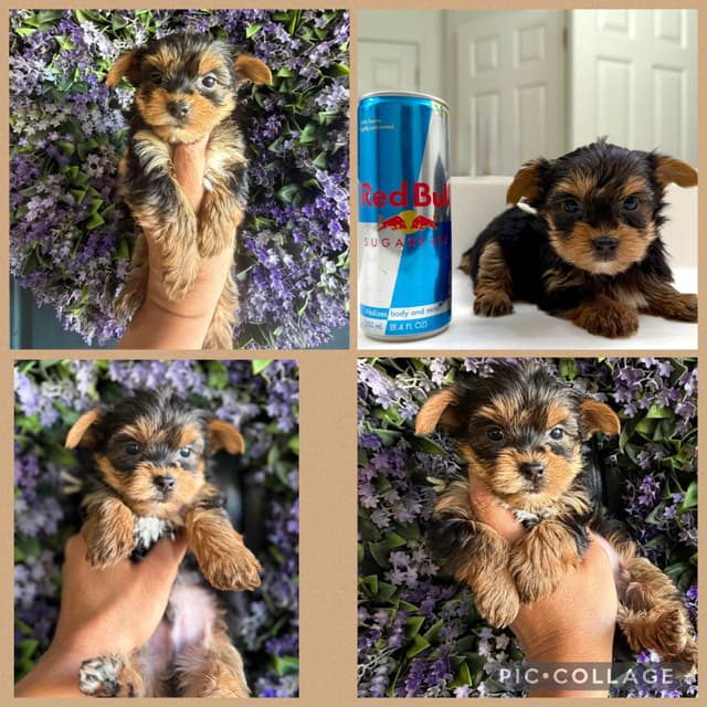 Yorkshire Terrier Puppies media 2