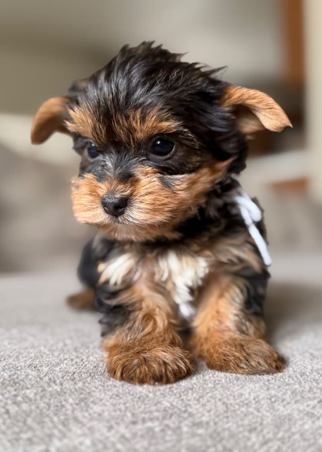 Yorkshire Terrier Puppies media 3