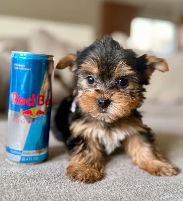 Yorkshire Terrier Puppies media 4