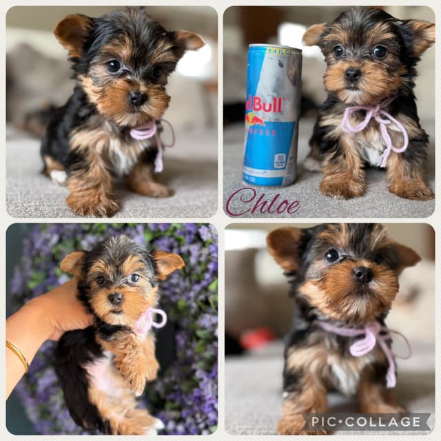 Yorkshire Terrier Puppies media 5