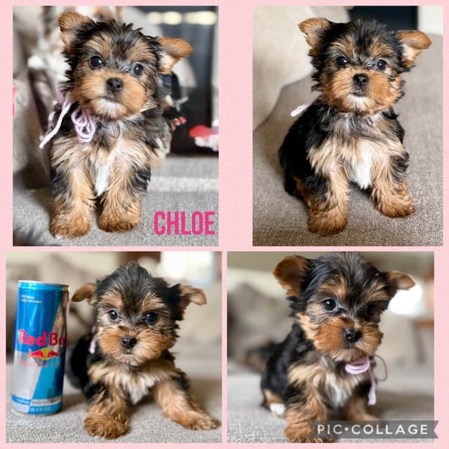 Yorkshire Terrier Puppies media 6