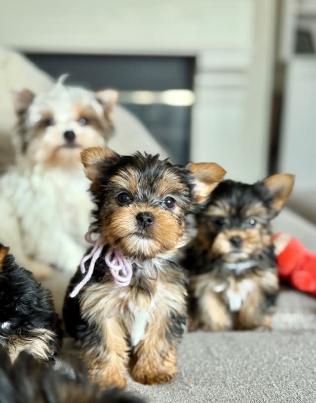 Yorkshire Terrier Puppies media 7