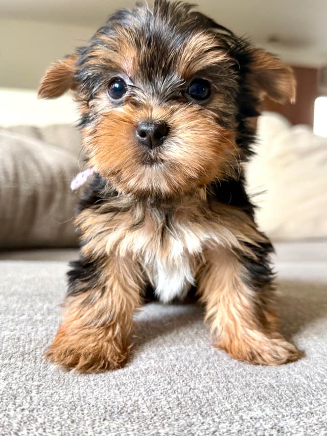 Yorkshire Terrier Puppies media 8