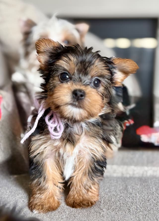 Yorkshire Terrier Puppies media 9