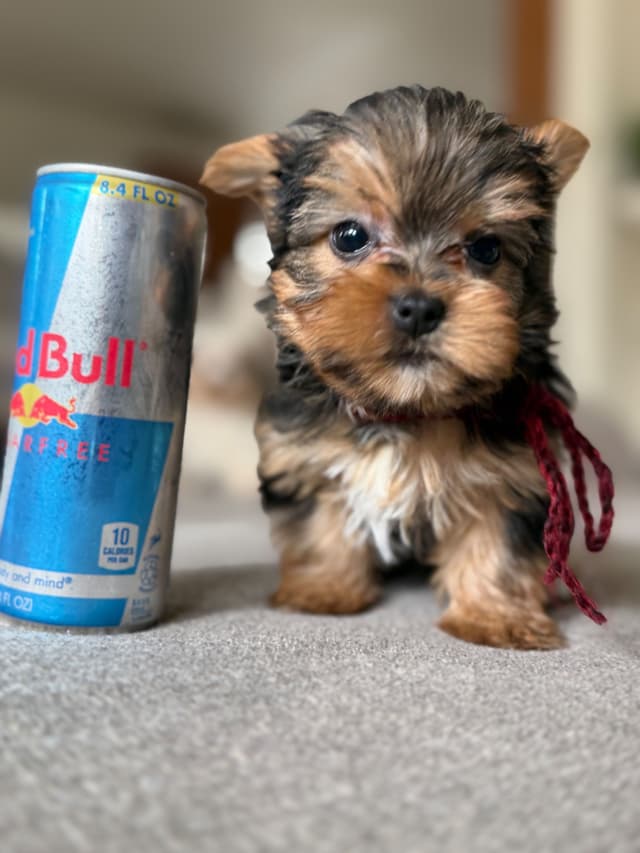 Yorkshire Terrier Puppies media 10