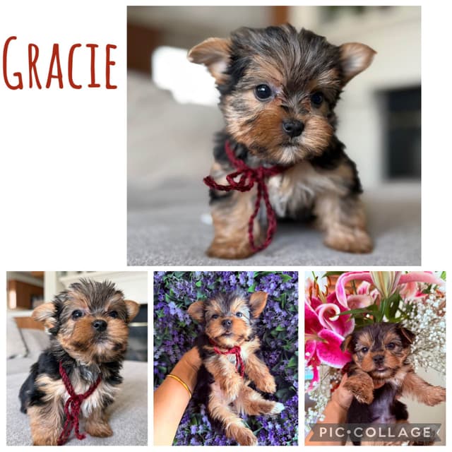 Yorkshire Terrier Puppies media 11