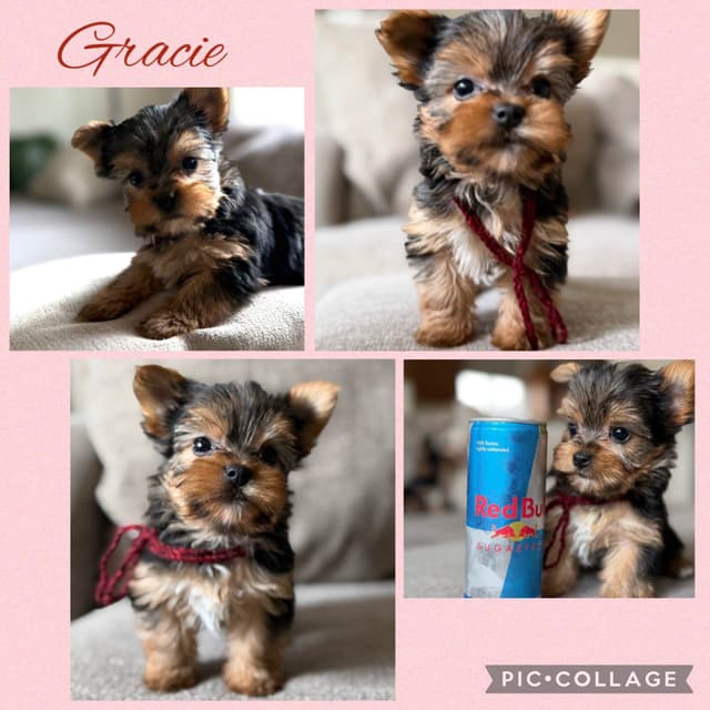 Yorkshire Terrier Puppies media 12