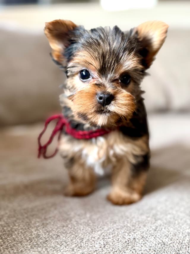 Yorkshire Terrier Puppies media 13