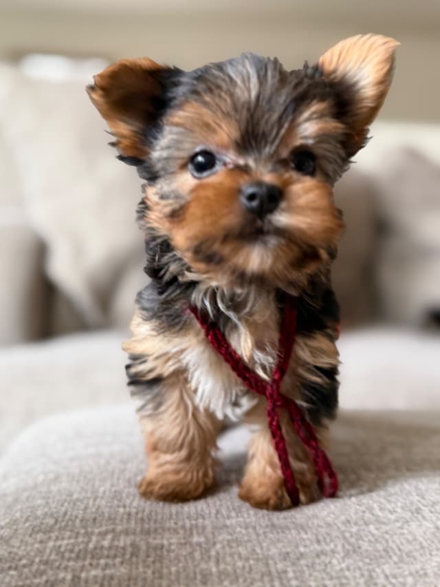 Yorkshire Terrier Puppies media 14