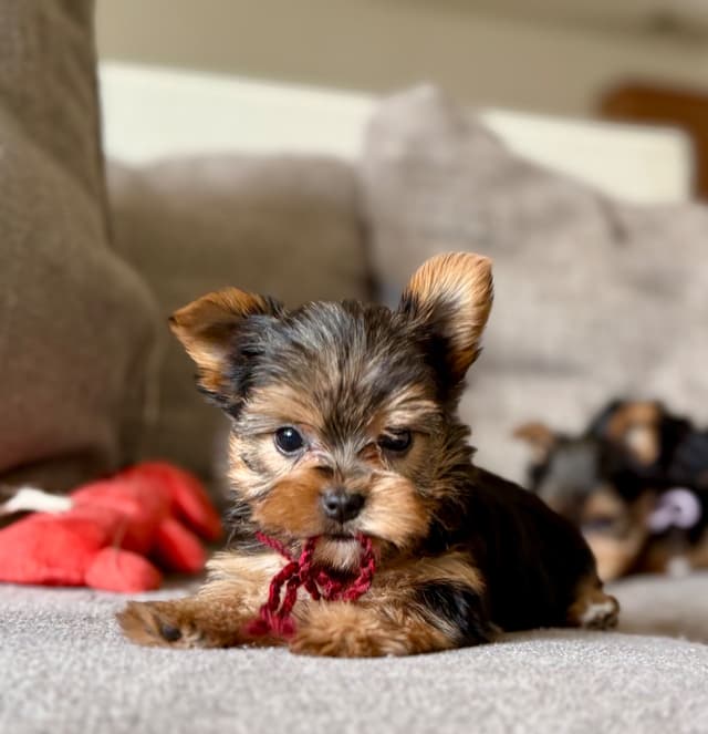 Yorkshire Terrier Puppies media 16