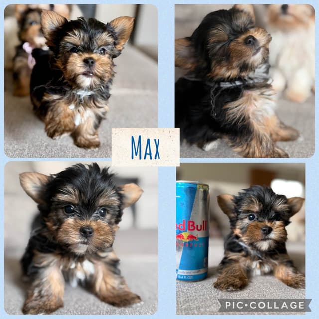 Yorkshire Terrier Puppies media 17