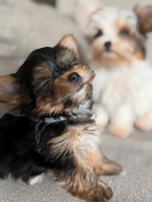 Yorkshire Terrier Puppies media 19