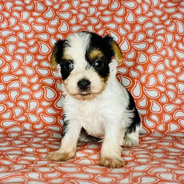 Yorkshire Terrier Puppies media 2