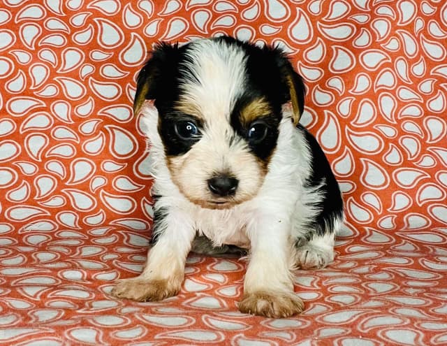 Yorkshire Terrier Puppies media 3
