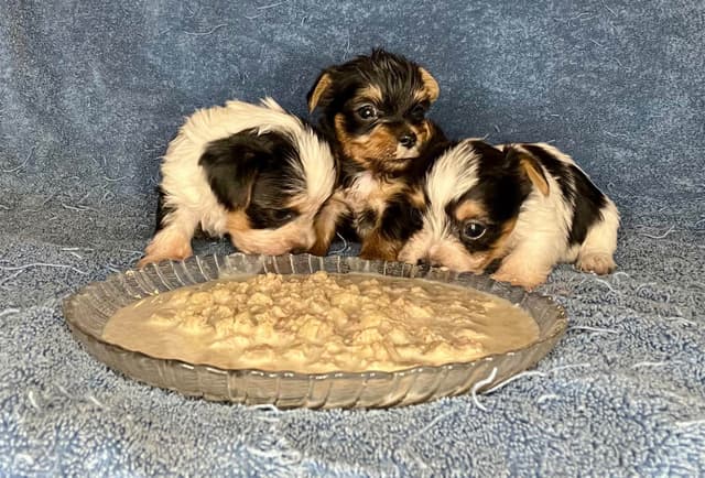 Yorkshire Terrier Puppies media 4