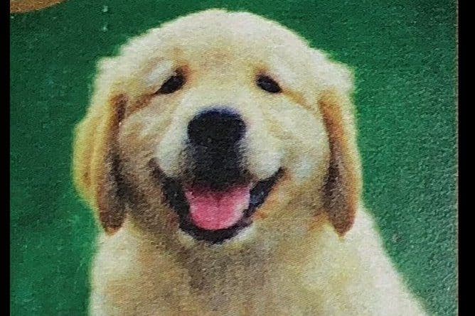 Golden Retriever Puppies breeder image 1