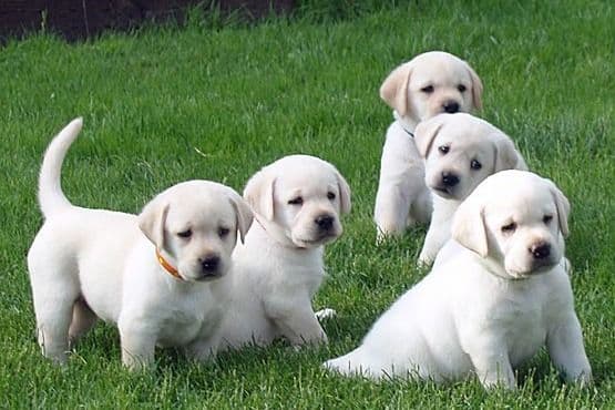 Exceptional Snow White English labrador puppies breeder image 2