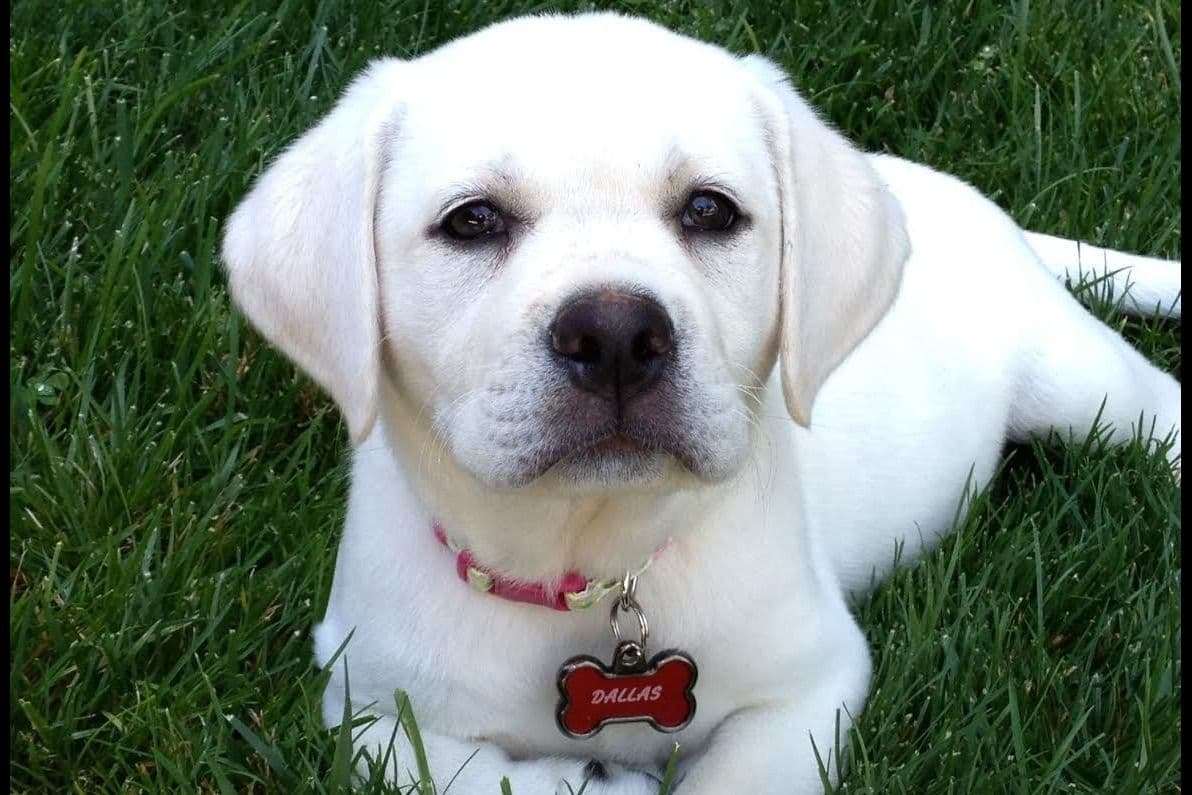 Exceptional Snow White English labrador puppies breeder image 1
