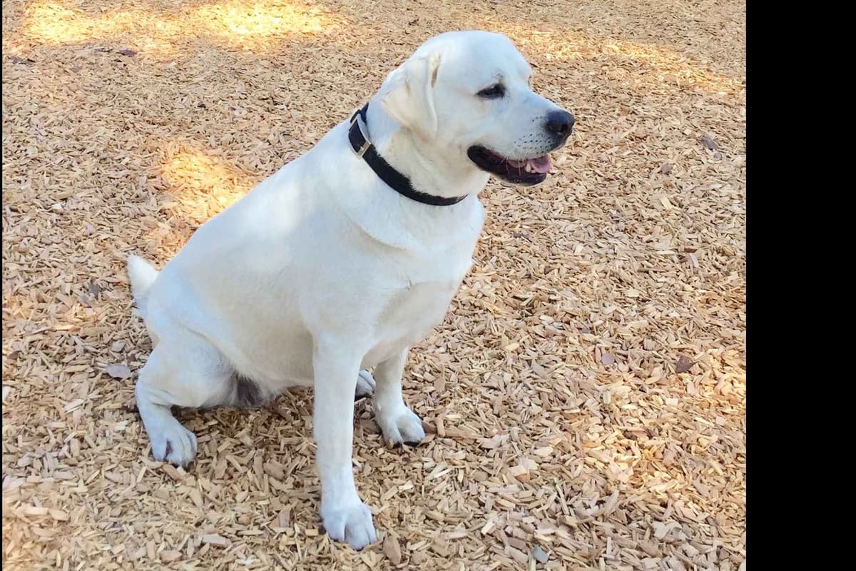Exceptional Snow White English labrador puppies breeder image 7