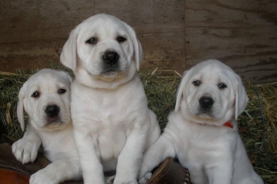 Exceptional Snow White English labrador puppies breeder image 4