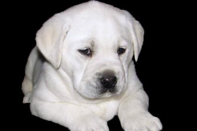 Exceptional Snow White English labrador puppies breeder image 3