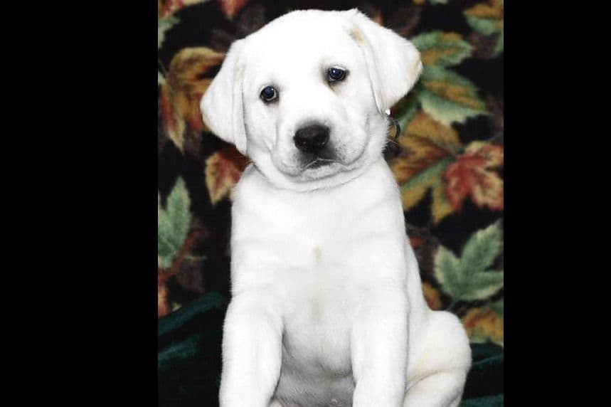 Exceptional Snow White English labrador puppies breeder image 5