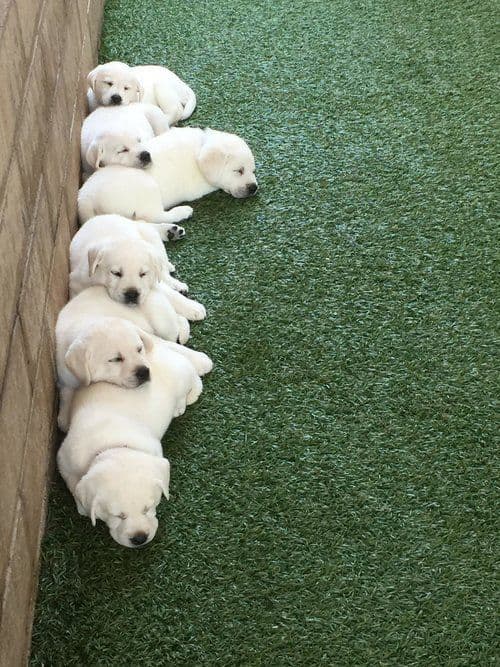Exceptional Snow White English labrador puppies media 3
