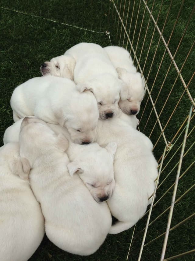 Exceptional Snow White English labrador puppies media 4
