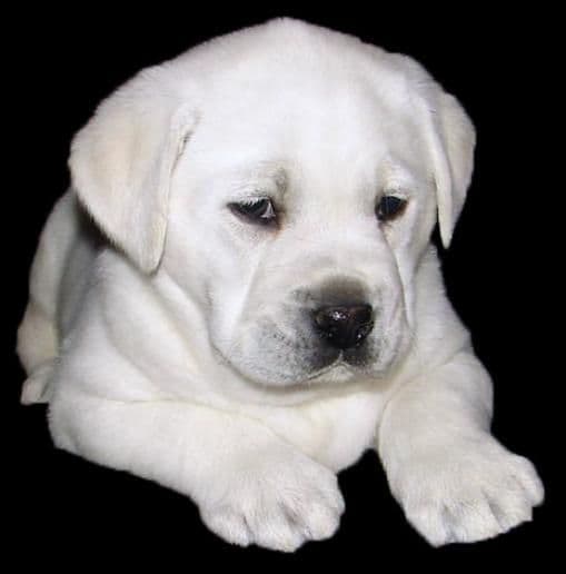 Exceptional Snow White English labrador puppies media 5