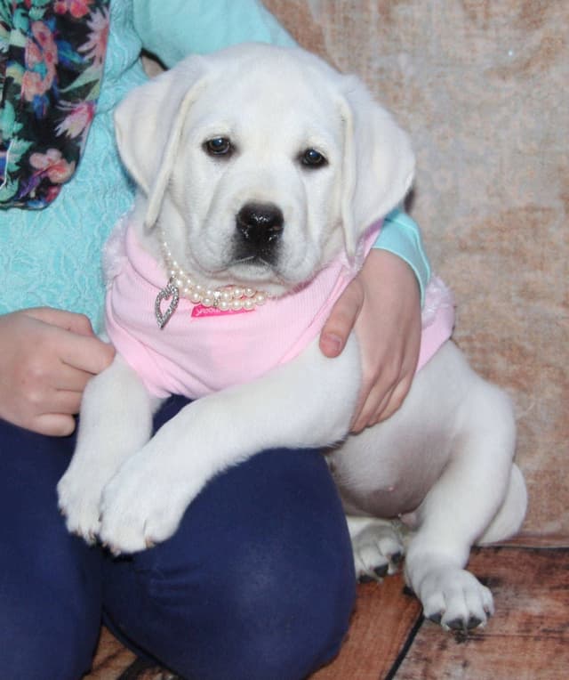Exceptional Snow White English labrador puppies media 7