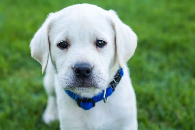 Exceptional Snow White English labrador puppies media 8