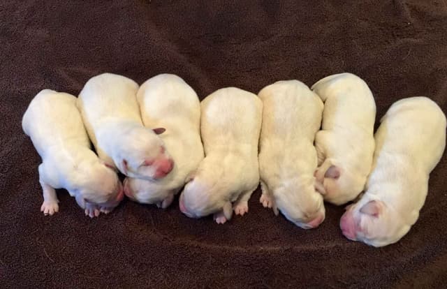 Exceptional Snow White English labrador puppies media 2