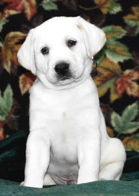 Exceptional Snow White English labrador puppies media 10