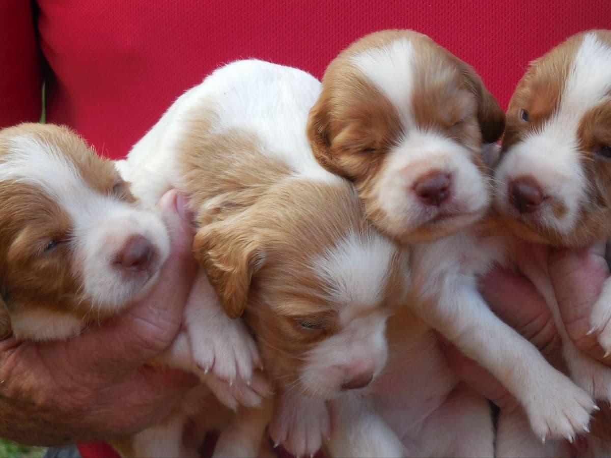 Brittany Puppies breeder image 1