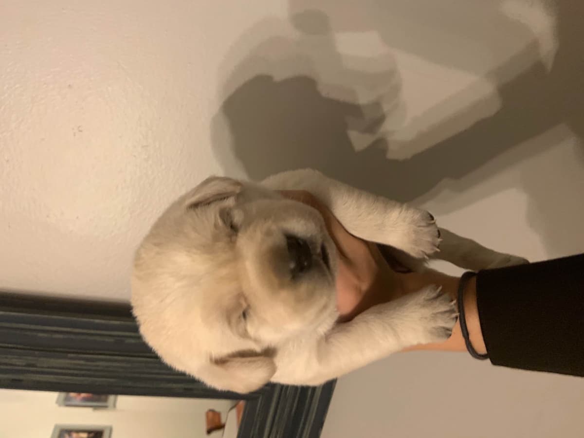 Dachshund Puppies breeder image 1