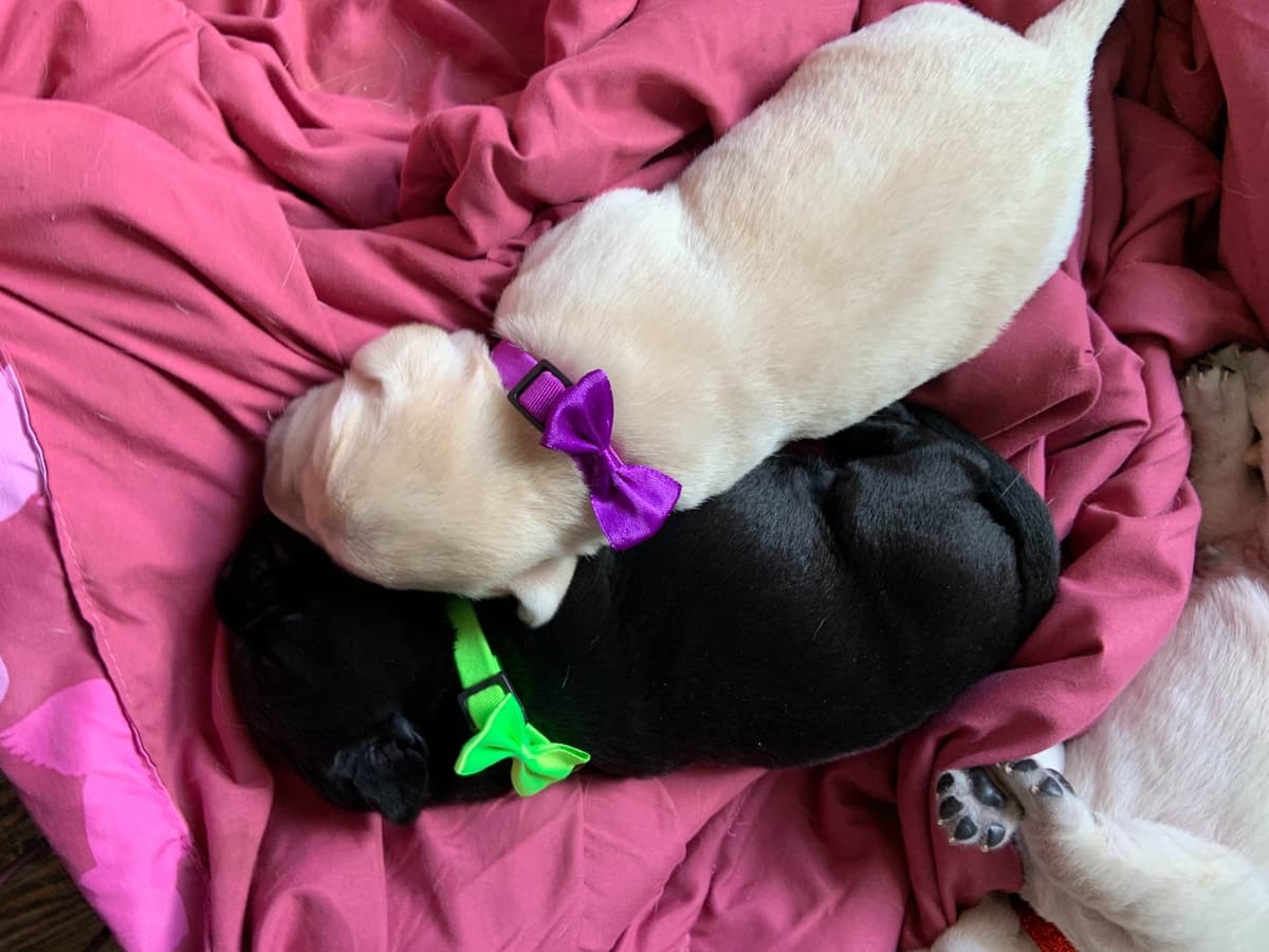 Dachshund Puppies breeder image 8