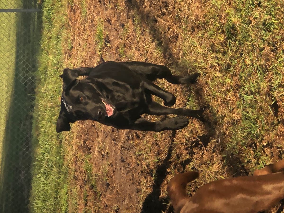 Dachshund Puppies breeder image 18