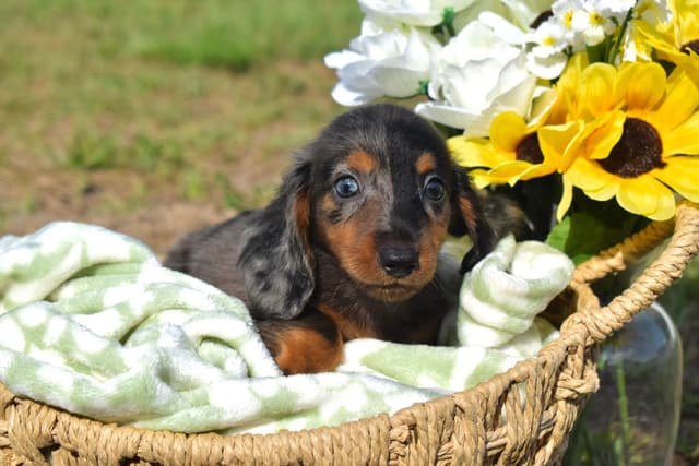 Dachshund Puppies media 3