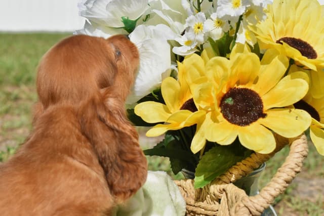 Dachshund Puppies media 4