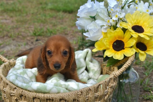 Dachshund Puppies media 5