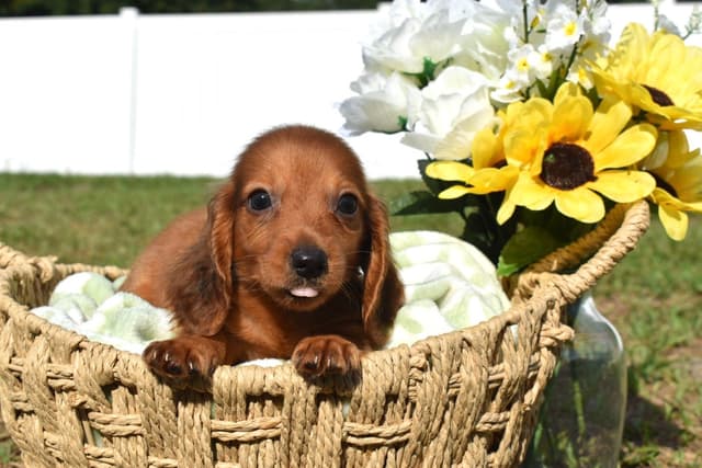 Dachshund Puppies media 7