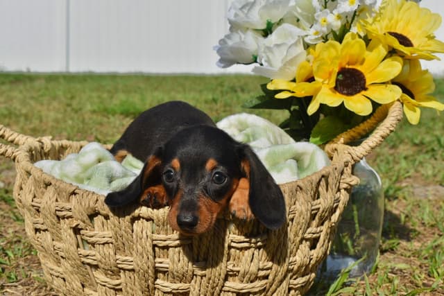 Dachshund Puppies media 11
