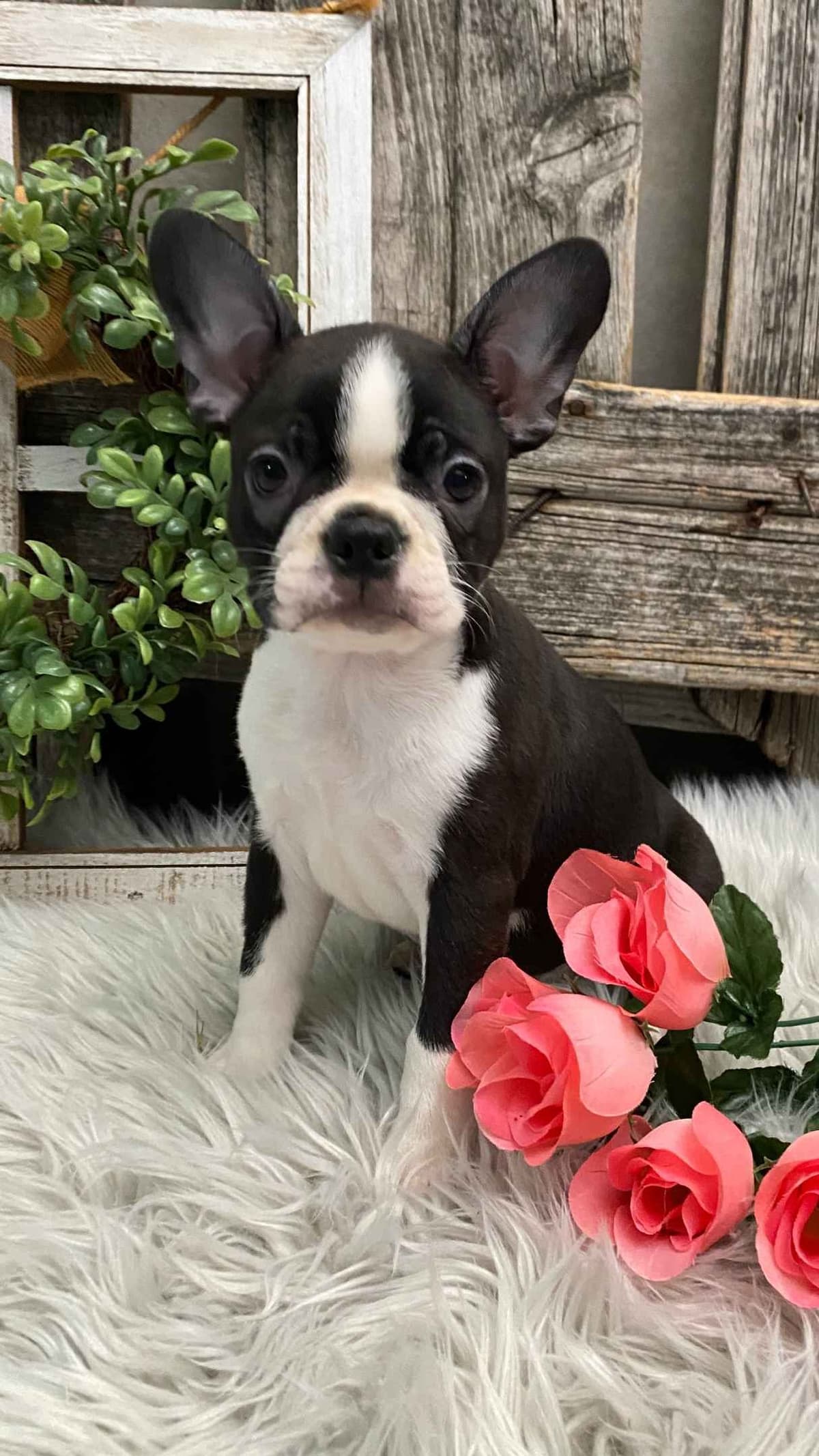 Boston Terrier Puppies breeder image 3