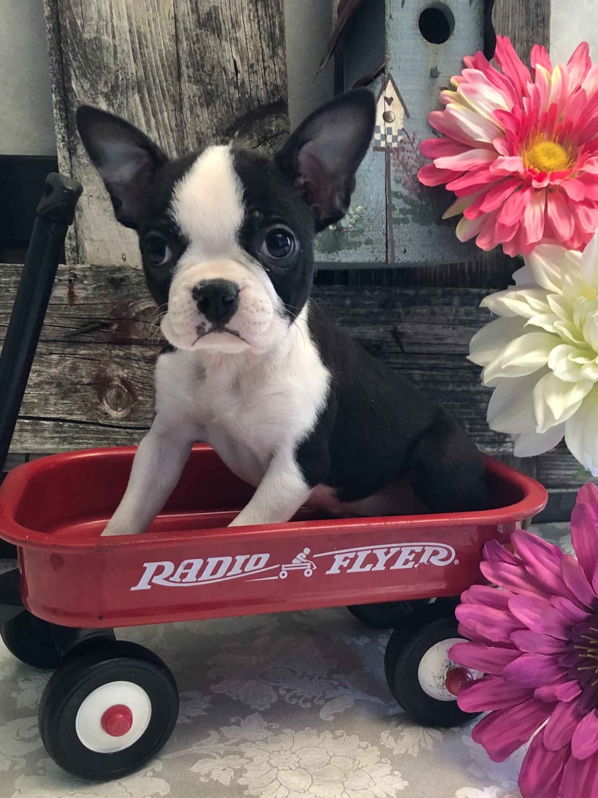 Boston Terrier Puppies breeder image 5