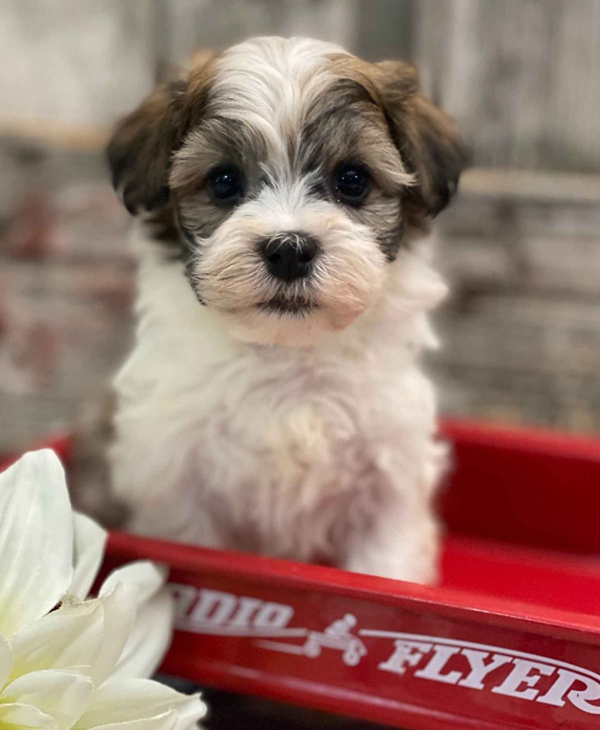 Boston Terrier Puppies breeder image 4
