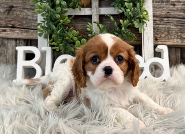 Cavalier King Charles Spaniel Puppies media 2