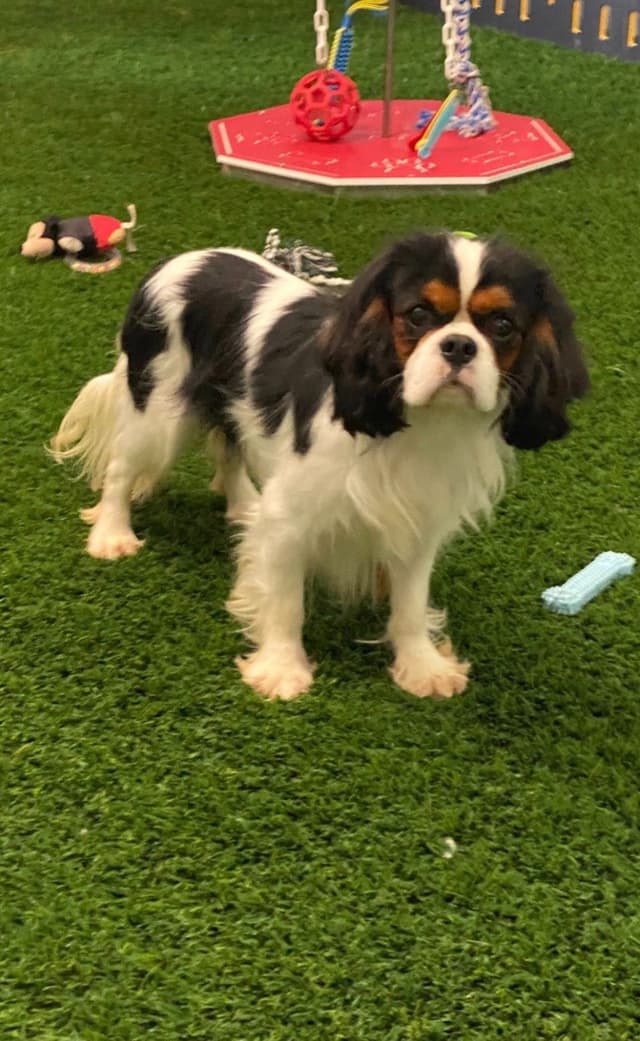 Cavalier King Charles Spaniel Puppies media 5
