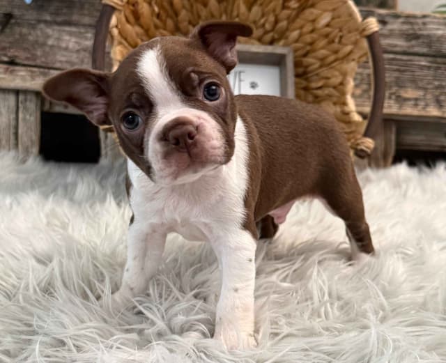Boston Terrier Puppies media 3