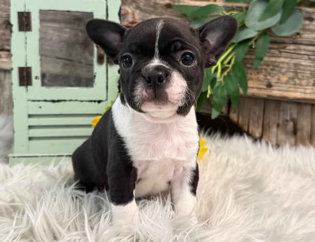Boston Terrier Puppies media 4
