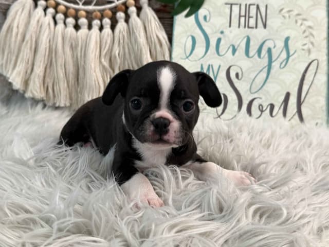 Boston Terrier Puppies media 2